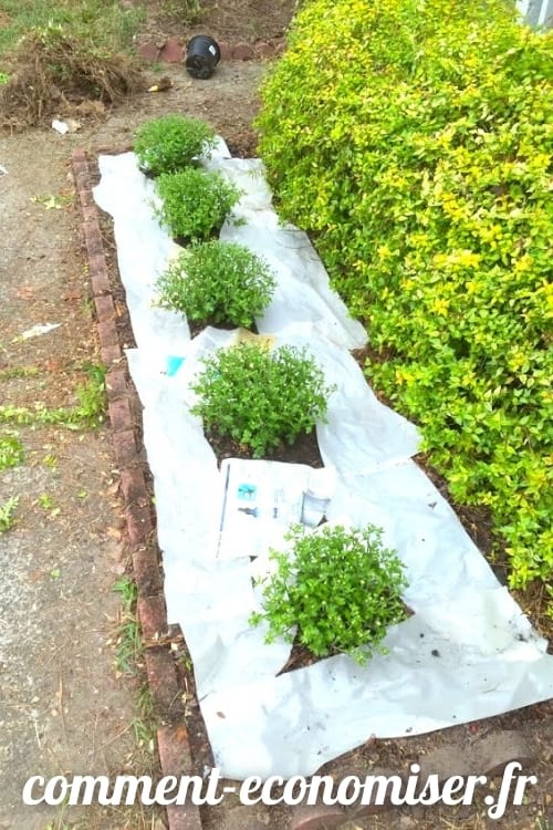 Utilisez du papier journal pour tuer les mauvaises herbes.