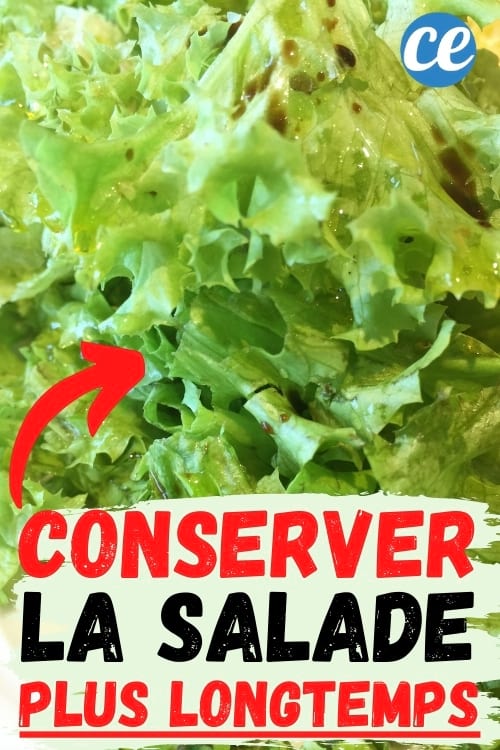 Konservierung von grünem Salat