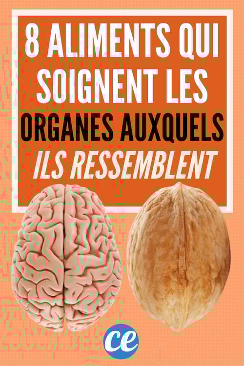 8 Aliments Qui Soignent les Organes Auxquels Ils Ressemblent.
