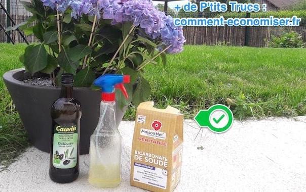 Un spray avec du bicarbonate et de l'huile d'olive pour lutter contre les pucerons