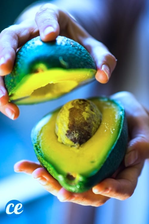 Des mains qui tiennent un avocat coupé en deux - un excellent aliment minceur.