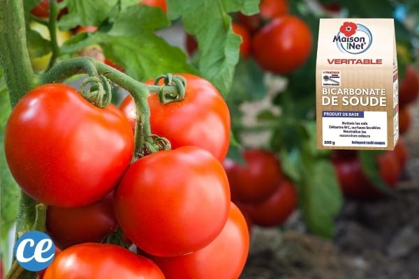 Le bicarbonate pour Éliminer les maladies des tomates