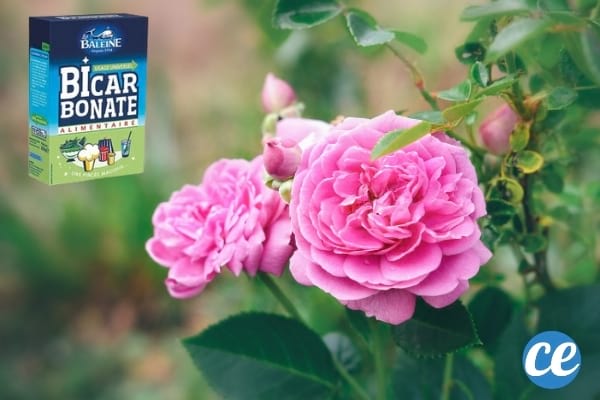Du bicarbonate de soude pour booster les rosiers