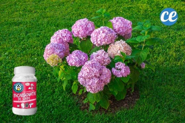 Une flacon de bicarbonate pour stimuler la floraison des hortensias