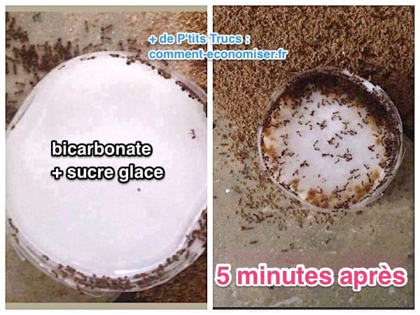 Une coupelle de bicarbonate et de sucre pour éliminer les fourmis