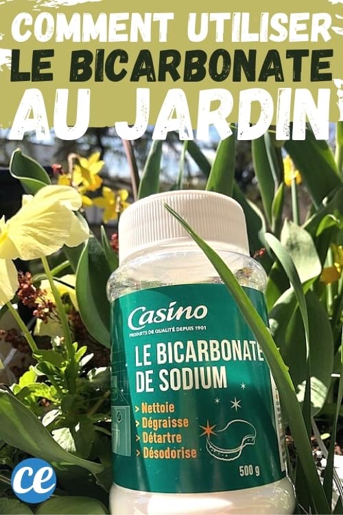 boite de bicarbonate dans un jardin fleuri