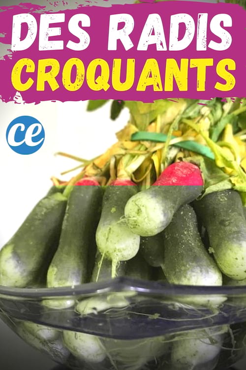 Une botte de radis rose bien ferme plongée dans un saladier d'eau vinaigrée