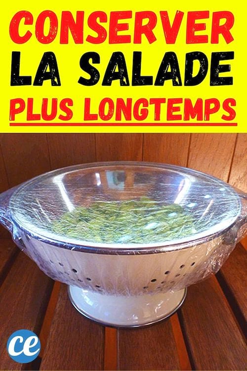 Salat in einem Sieb mit Dusch-Charlotte