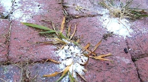 Du bicarbonate de soude sur des mauvaises herbes pour les éliminer