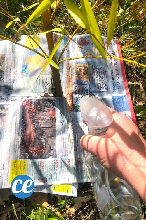 désherbant fait maison avec du papier journal et de l'eau