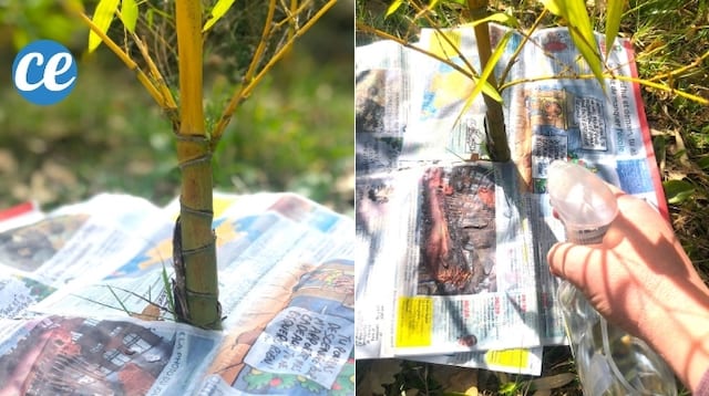 Du papier journal autour d'une plante pour tuer les mauvaises herbes au naturel