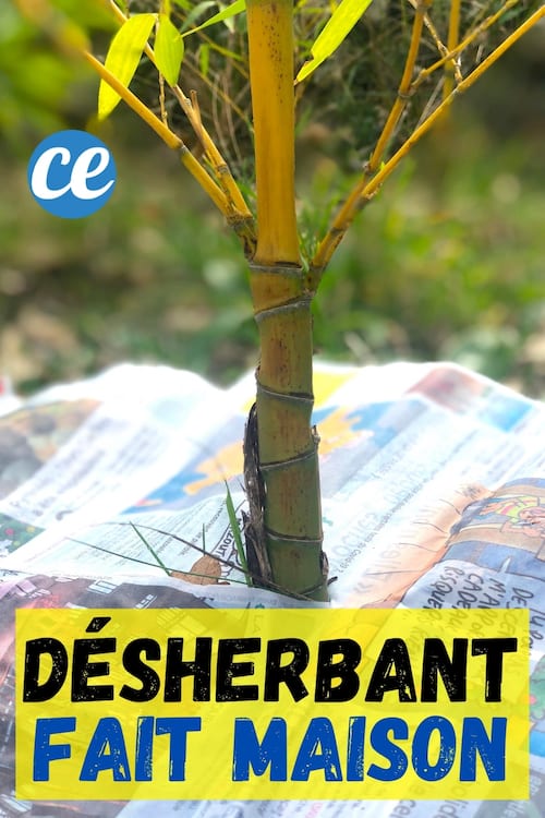 Comment faire un désherbant naturel maison avec du papier journal