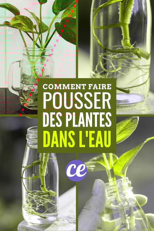 Comment Faire Pousser des Plantes d'Intérieur JUSTE Dans de l'Eau.