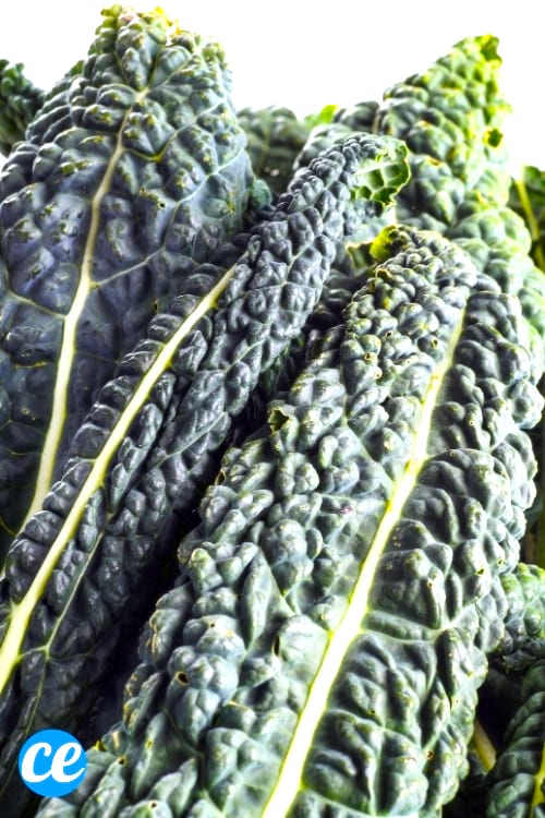 Manger des légumes-feuilles, comme le chou kale, peut vous aider à perdre du poids.