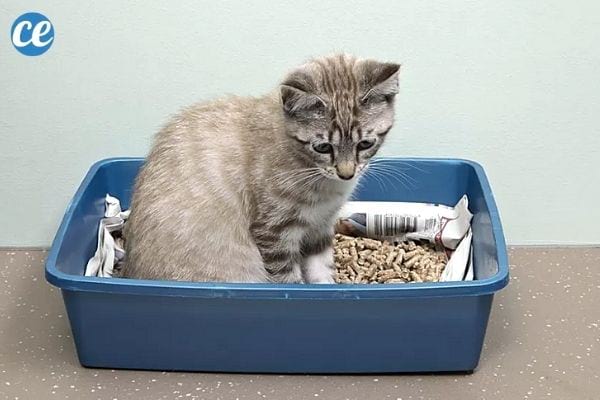 litière pour chat en papier journal