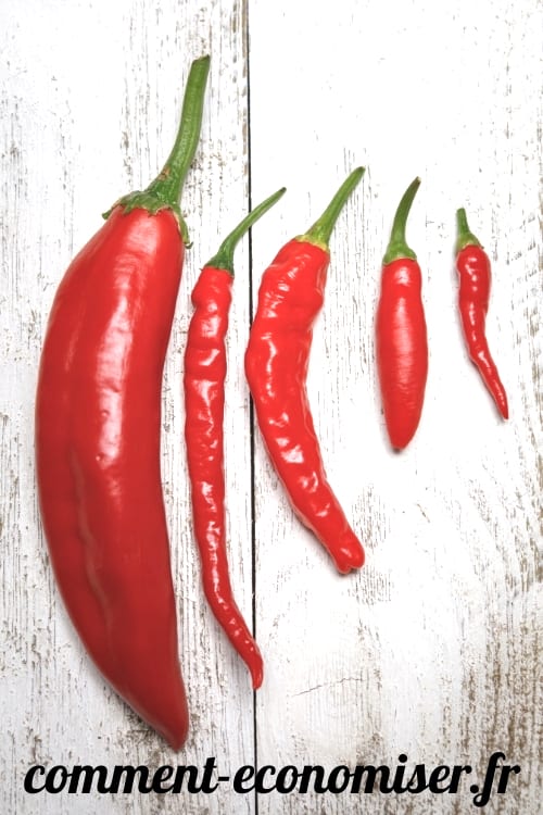 Connaissez-vous les principales variétés de piment ?