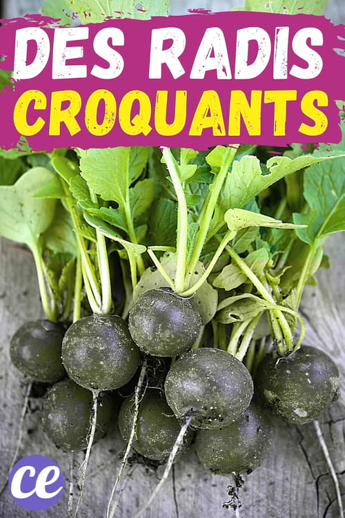 Des beaux radis croquants rouges et raffermis grâce au vinaigre blanc