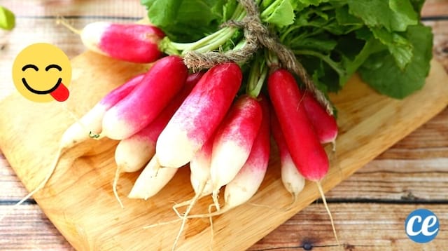 Des beaux radis roses et blancs bien fermes et croquants