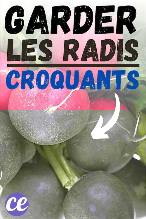 Des beaux radis rouges et croquants grâce à cette astuce au vinaigre blanc