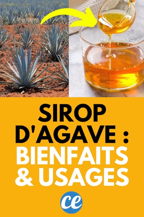 Le sirop d'agave - Quels sont ses bienfaits et comment l'utiliser en  cuisine ?