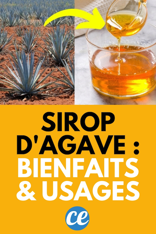 Le Sirop d’Agave : Bienfaits, Usages et Limites.