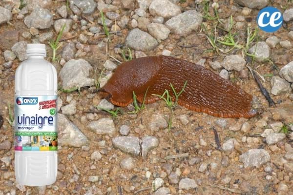 grosse limace marron et vinaigre blanc