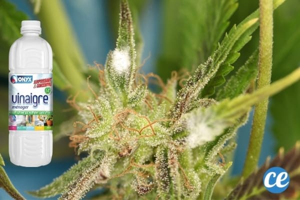 moisissure sur une plante et vinaigre blanc