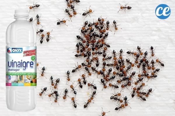 tas de fourmis et vinaigre blanc
