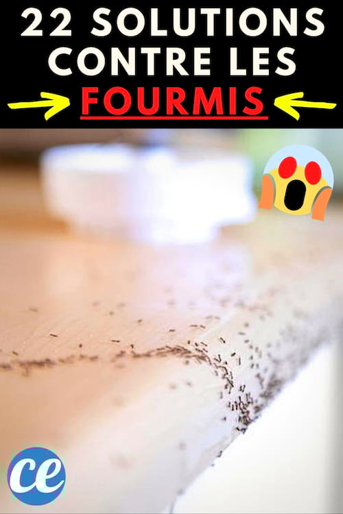 Des fourmis qui montent sur le plan de travail en bois de la cuisine