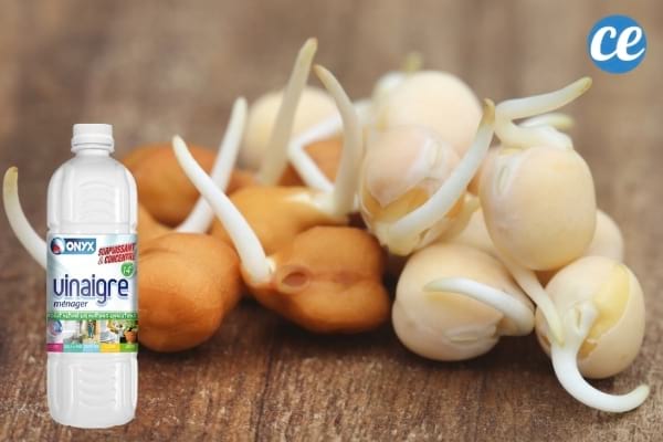 graines qui germent et vinaigre blanc