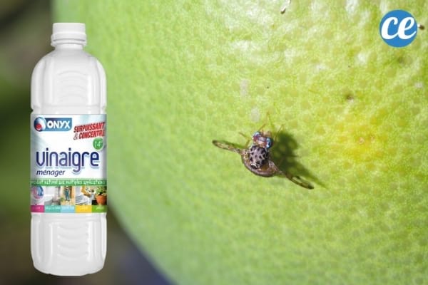 moucheron sur une citron vert et vinaigre blanc