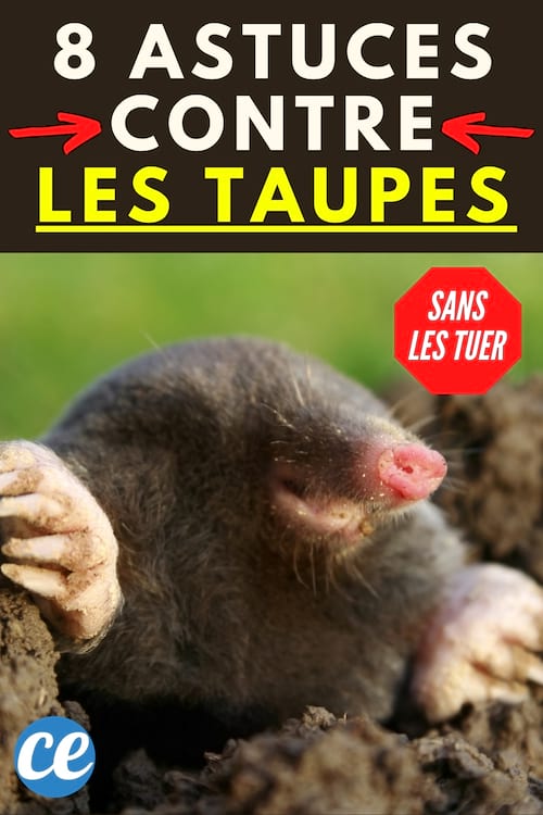 8 Astuces Pour Dire Adieu aux Taupes SANS les Tuer.