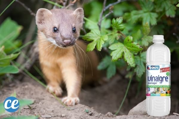 fouine dans un jardin et vinaigre blanc