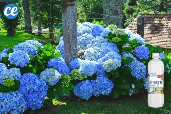 hortensias bleus et vinaigre blanc