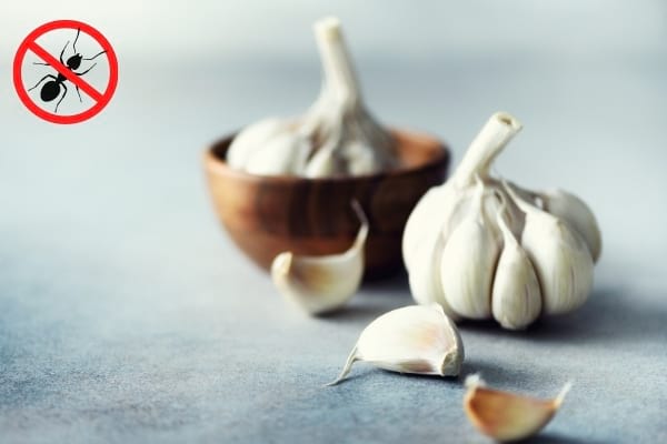 De l'ail posé sur le plan de travail avec un logo stop fourmis 