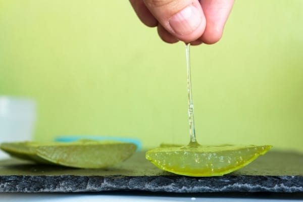 Le gel d'aloe vera est un remède efficace pour soigner les boutons de fièvre plus rapidement.