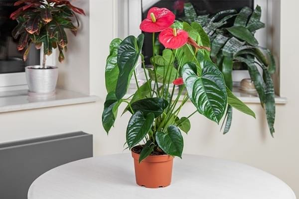 pot d'anthurium avec des fleurs rouges