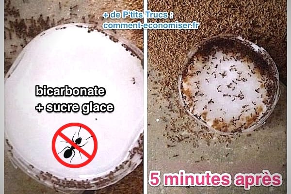 Du bicarbonate dans une coupelle avec plein de fourmis dedans