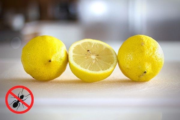2 citron sur le plan de travail en bois avec un logo stop fourmis 
