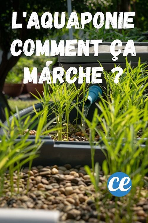 Un syst&egrave;me d'aquaponie avec des plantes et des galets