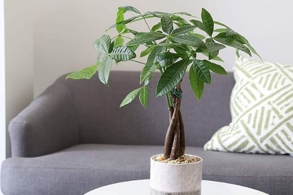 money tree dans un pot blanc dans le salon