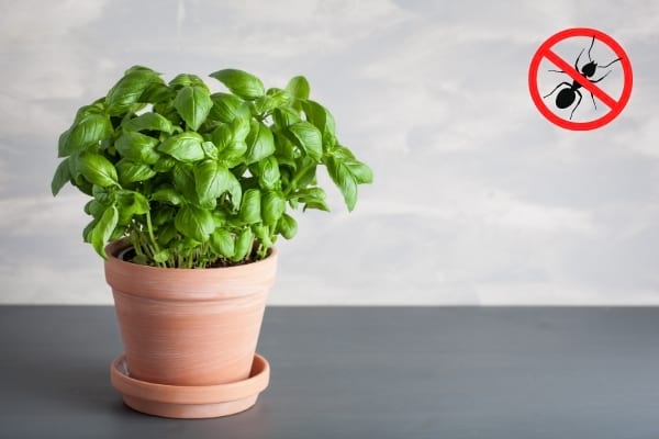 Du basilic frais dans un pot et un logo stop fourmis 