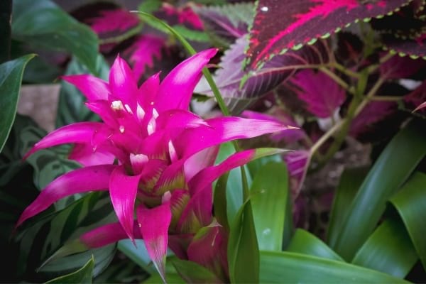 fleur de bromeliacée rose