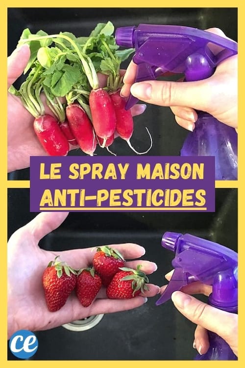 radis et fraises avec spray anti-pesticides naturel