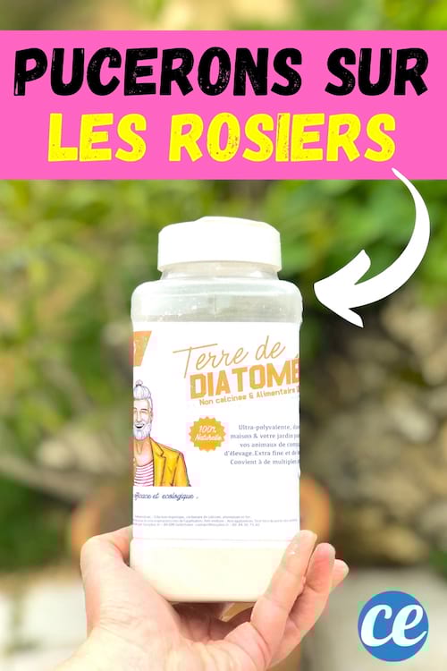 de la terre de diatomée dans une main pour éliminer les pucerons sur les rosiers