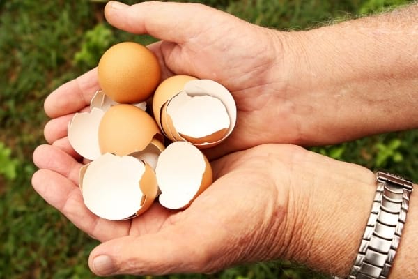 Des coquilles d'oeufs dans des mains pour être utilisées en engrais