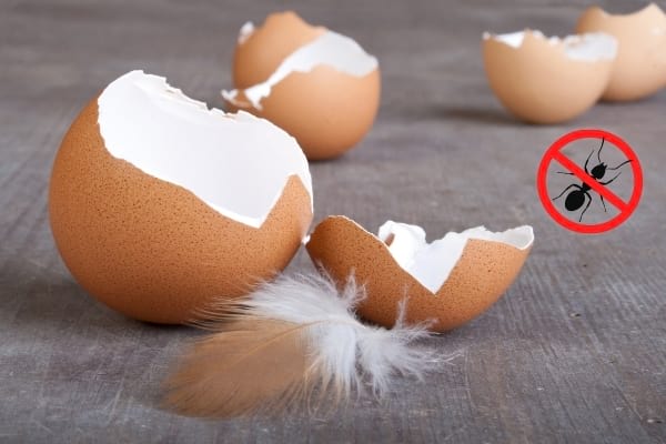 Des coquilles d'oeufs cassés avec un logo stop fourmis 
