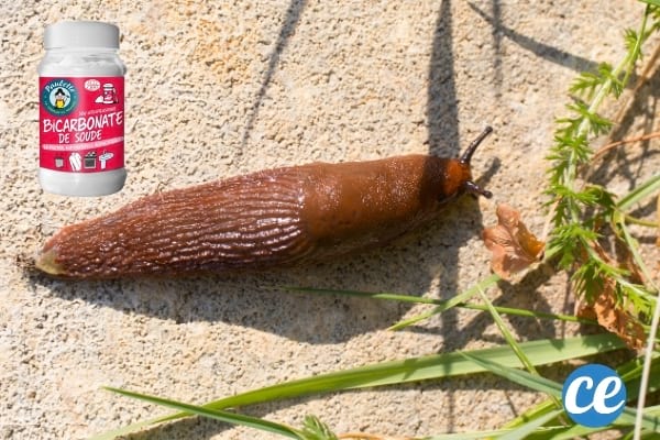 Un paquet de bicarbonate rouge pour éliminer les limaces dans le jardin