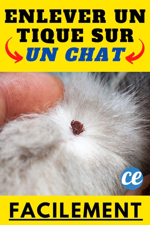 Tique Et Chat Danger