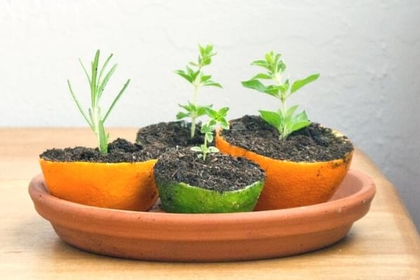 graines qui germent dans des peaux d'orange et de citron vert